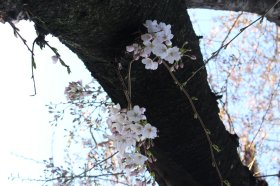 教会の桜