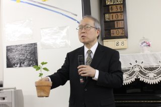 イチョウの種から芽生えさせた事を紹介